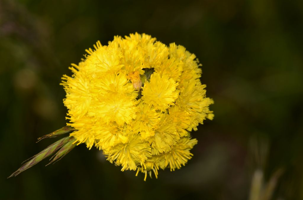Pilosella cymosa / Pelosella cimosa